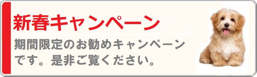 VtLy[̂Љ@NEW!!