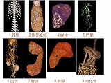 VAZE 獣医療専用高機能3D画像解析ソフトウェア：ハンズオンセミナー画像